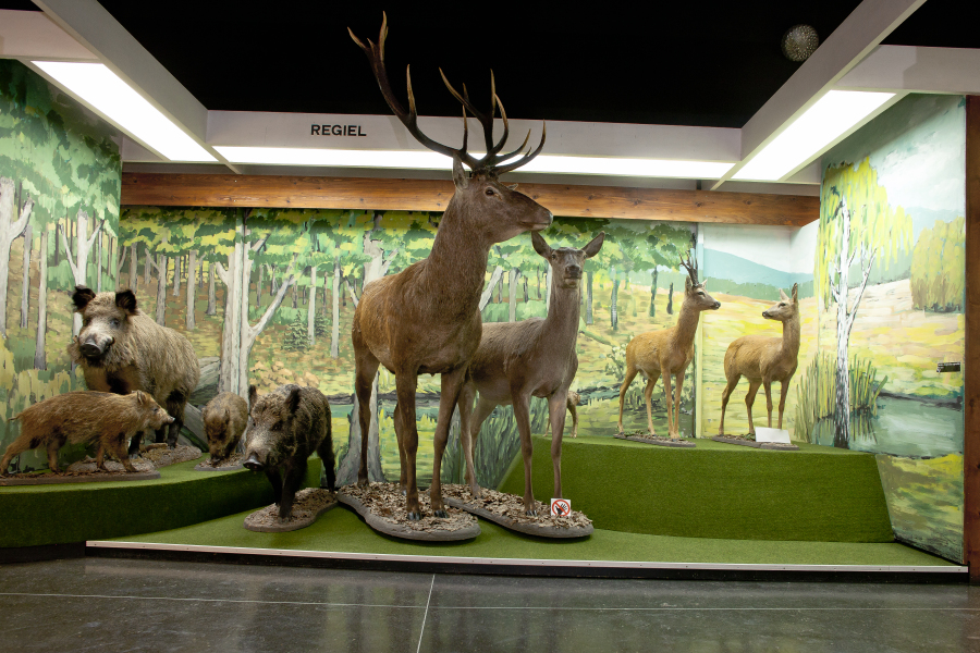 Muzeum Bieszczadzkiego Parku Narodowego
